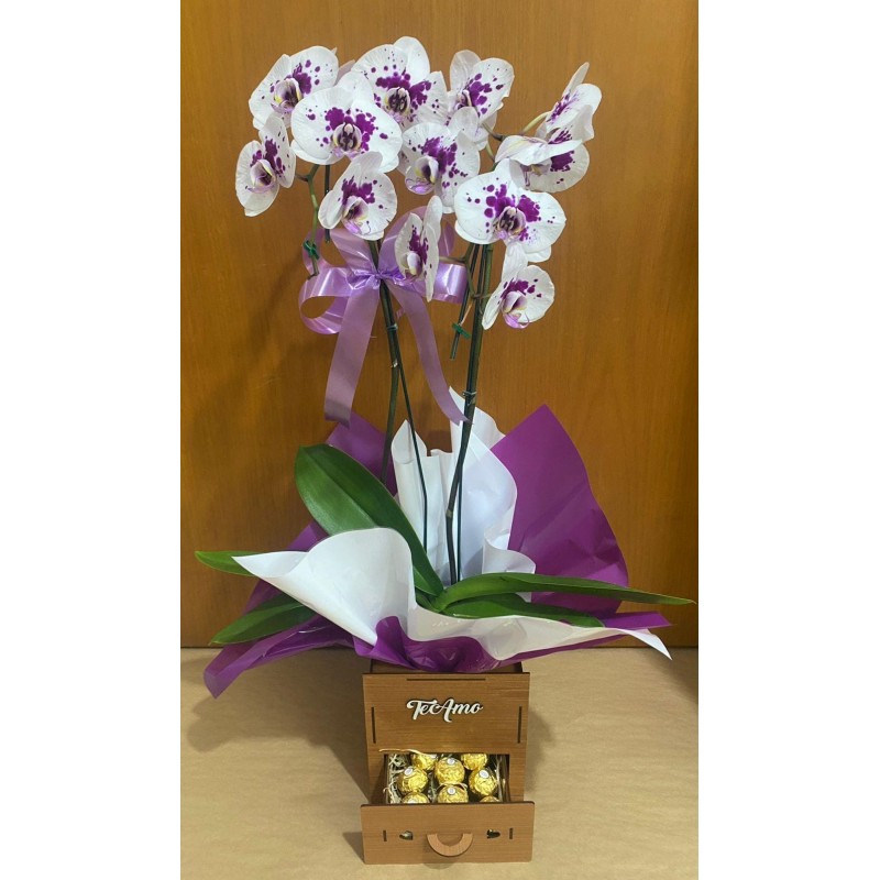 Orquídea Phalaenopsis 2 Hastes Pote 12 + Porta-jóias + Chocolate 